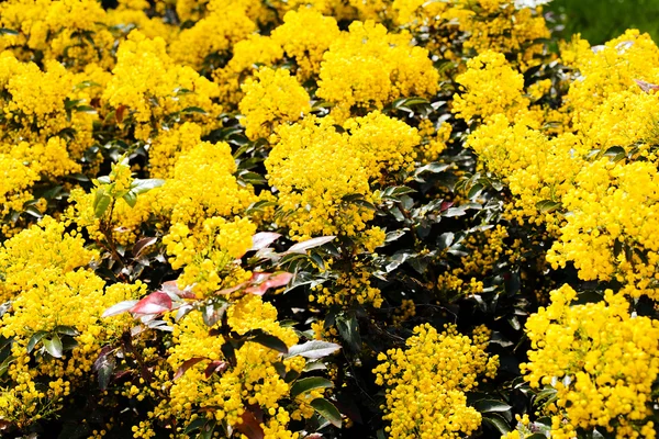 Beau Buisson Fleuri Mahonia Raisin Oregon Dans Parc — Photo