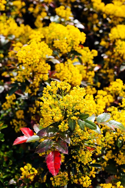 Nahaufnahme Von Blühenden Blüten Und Roten Blättern Des Mahonia Busches — Stockfoto