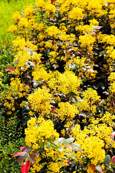 Geblühte Blumen Und Rote Blätter Des Mahonia Busches — Stockfoto