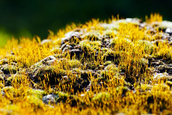 Floración Musgo Amarillo Roca Nota Poca Profundidad Campo — Foto de Stock