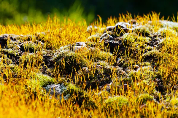 Musgo en la roca — Foto de Stock