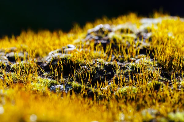 Nahaufnahme Eines Gelben Mooses Auf Dem Schwarzen Felsen Auf Schwarzem — Stockfoto