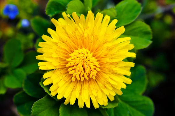 Κίτρινο Λουλούδι Πικραλίδας Που Λαμβάνεται Από Ψηλά — Φωτογραφία Αρχείου