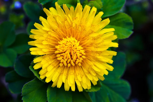 Gele Paardebloem Van Boven Donkere Achtergrond — Stockfoto