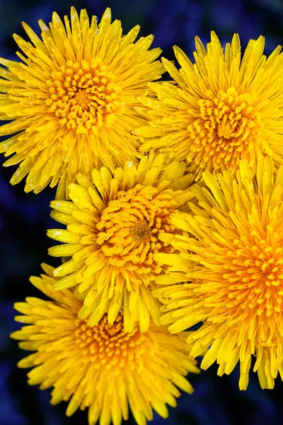 Vijf Paardebloemen Genomen Van Boven Donkere Achtergrond — Stockfoto