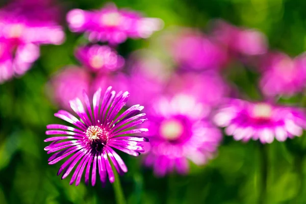 Feld Mit Bunten Blumen Einem Sonnigen Tag Beachten Sie Die — Stockfoto