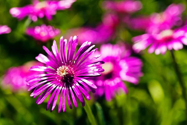 Primo Piano Fiori Colorati Una Giornata Sole Nota Profondità Campo — Foto Stock