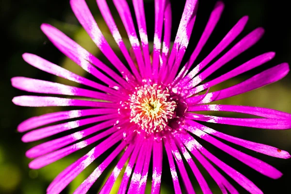 Одиночна Рожева Квітка Зверху Світлим Відбиттям Темному Фоні — стокове фото