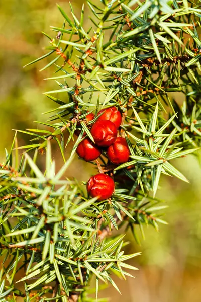 Pine Tree Branch Red Berries Closeup Blurred Background — 스톡 사진