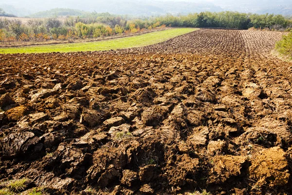 Tarlada traktör izleri ve arka planda orman var.