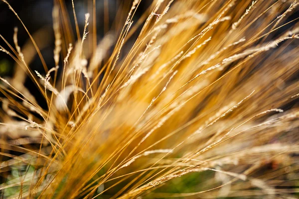 Los Tallos Secos Hierba Campo Sobre Fondo Natural Noten Profundidad — Foto de Stock