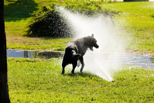 Dog Playing Sprinkle Park — Stock Photo, Image
