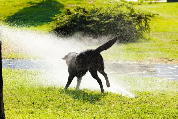 Dog Playing Sprinkle Park Summer Day — Stock Photo, Image