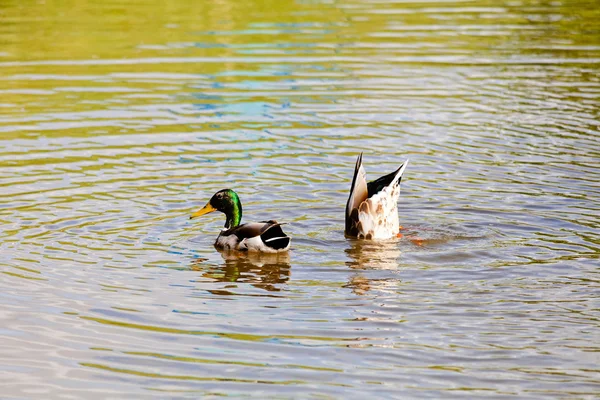 Couple Duck Swimming River — Stock Photo, Image