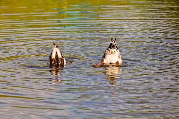 两只鸭子在河里潜水 — 图库照片