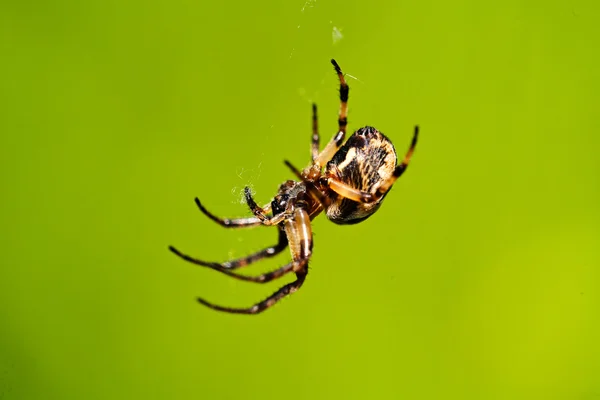 Araña Aislada Sobre Fondo Verde Natural Nota Poca Profundidad Campo — Foto de Stock