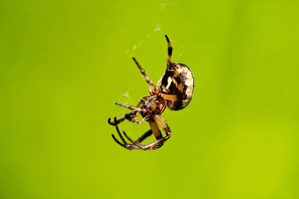 緑の背景に隔離された茶色のクモの閉鎖 フィールドの浅い深さに注意してください — ストック写真