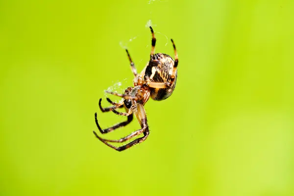 Closeup Brown Spider Isolated Green Background Note Shallow Depth Field — Stock Photo, Image