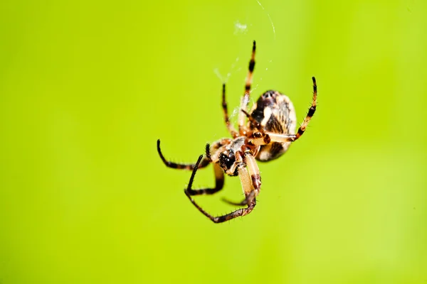 Closeup Brown Spider Isolated Green Background Note Shallow Depth Field — Stock Photo, Image