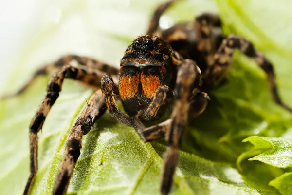 Araña Grande Con Patas Largas Sentadas Sobre Hoja Verde — Foto de Stock