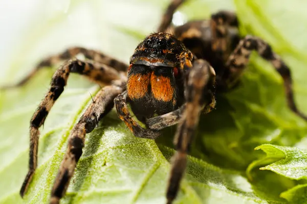 長い足を持つ大きなクモは緑の葉に座って — ストック写真