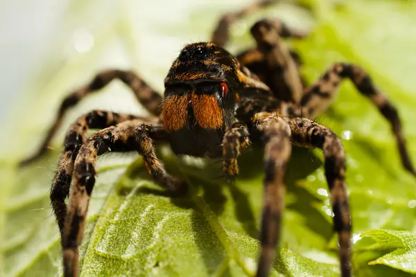 Primer Plano Una Araña Grande Sentada Sobre Una Hoja Verde — Foto de Stock