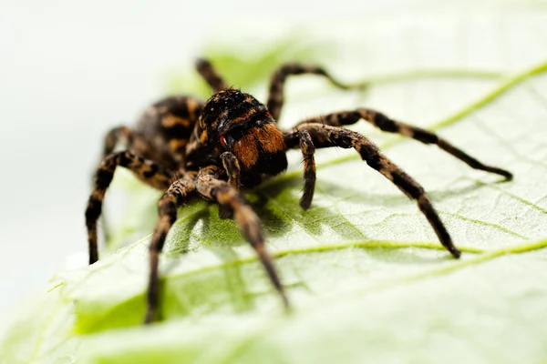 Primer Plano Una Araña Negra Sentada Sobre Una Hoja Verde — Foto de Stock