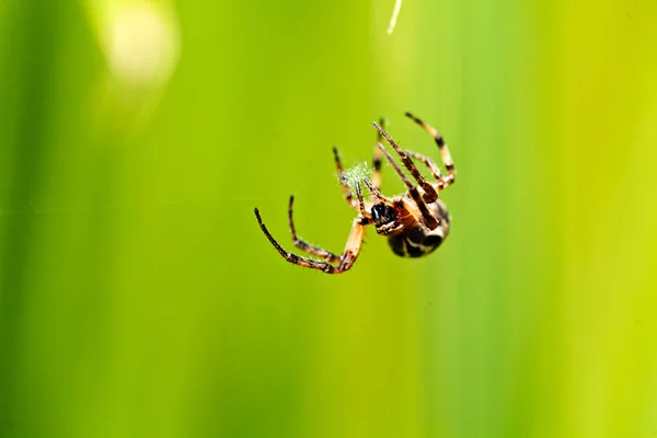 Gros Plan Une Araignée Brune Isolée Sur Fond Vert Noter — Photo