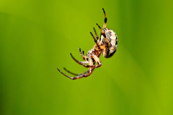 Aranha Marrom Europeia Fundo Verde Natural Observe Profundidade Rasa Campo — Fotografia de Stock