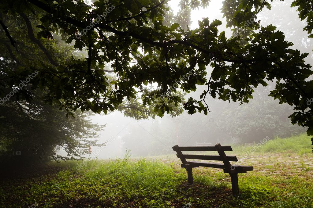 Empty Wooden Bench Treetop Stock Photo by 116321874