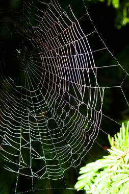 Büyük bir örümcek ağına yakın çekim, doğal koyu arkaplanda.