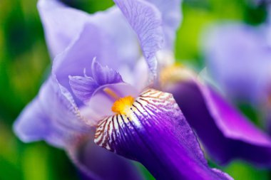 Bir leylak ve menekşe zambağı yakın çekim; alan derinliği dikkat