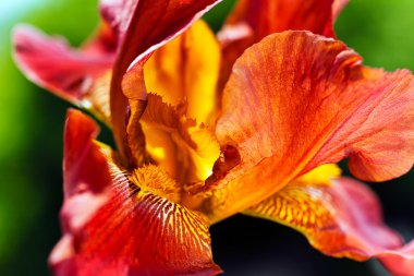 Güzel kırmızı iris yakın plan