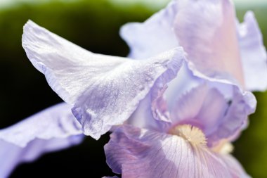 Bahçedeki leylak çiçeği, doğal koyu arka planda.