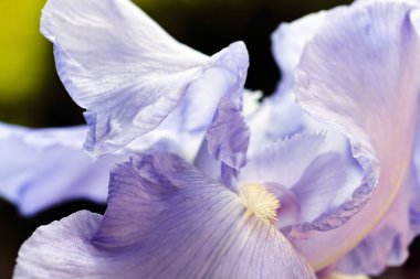 Bahar zamanı çiçek açan leylak zambağı; alanın sığ derinliğine dikkat edin