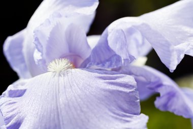 Açık leylak çiçeği yakın plan, Iris Croatica.