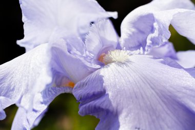 Bahçedeki açık leylak süsen çiçeğini kapat.