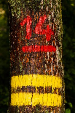 Kırmızı numara 14, eski bir ağacın numarası.