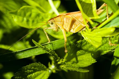 Yapraklar arasında gizlenmiş bir alan çekirgesinin yakınlaştırılması; alanın yüzeysel derinliğine dikkat edin