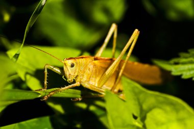 Küçük bir dal üzerinde oturan bir çekirgenin yakın çekim; dikkat alan sığ derinliği