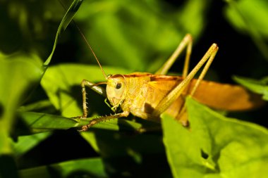 Yeşil yapraklı bir dalda oturan ortak tarla çekirgesi.