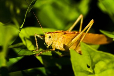 Yeşil yapraklı bir dalda oturan ortak tarla çekirgesi.