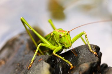 Siyah çakıl taşları üzerinde yeşil çekirge closeup; Not alan sığ derinliği