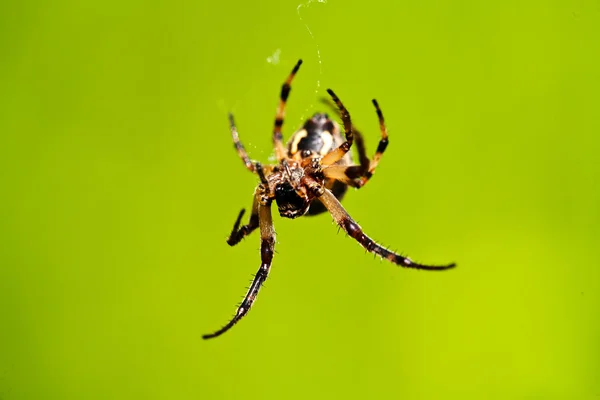 Closeup Brown Spider Isolated Green Background Note Shallow Depth Field — Stock Photo, Image