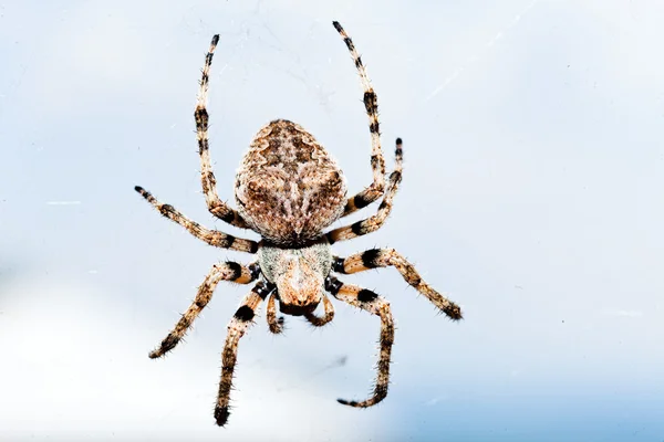 天然の背景に隔離された茶色のクモ フィールドの浅い深さに注意してください — ストック写真