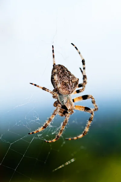 Aranha Marrom Isolada Fundo Natural Observe Profundidade Rasa Campo — Fotografia de Stock