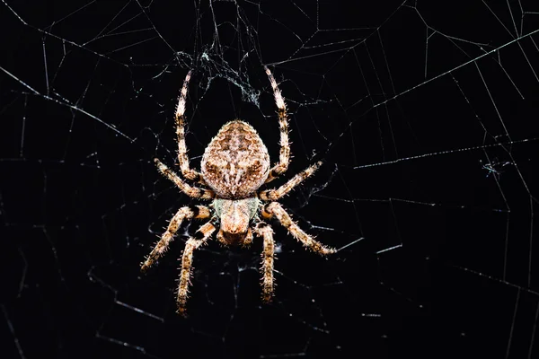 黒の背景に彼のネット上のスパイダー フィールドの浅い深さに注意してください — ストック写真