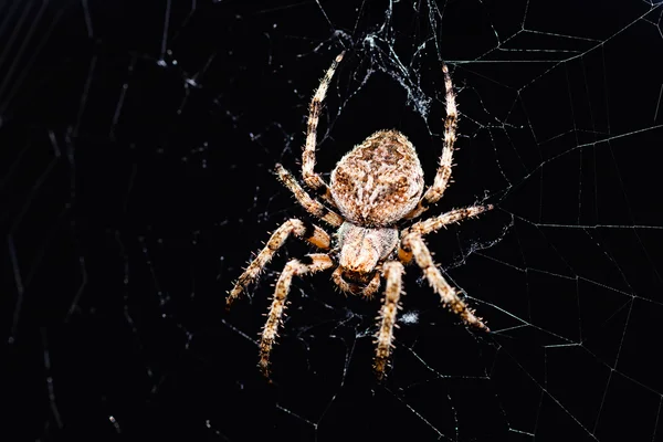 Aranha Sua Rede Fundo Preto Note Profundidade Rasa Campo — Fotografia de Stock