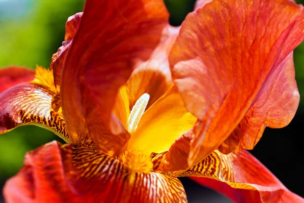 Closeup Uma Bela Flor Íris Vermelha Jardim Note Profundidade Rasa — Fotografia de Stock