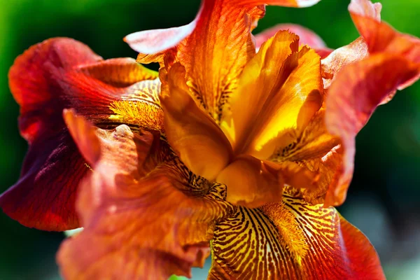 Kwiat Czerwonej Tęczówki Płytka Głębia Ostrości — Zdjęcie stockowe